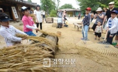 [경향포토]보리타작은 이렇게