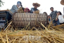 [경향포토]보리타작은 이렇게