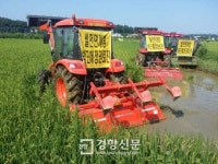 “쌀 시장 개방 말라” 가을걷이 앞두고 논 갈아엎은 ‘농심’