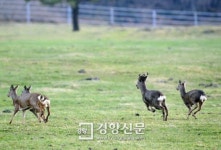 한라산 야생 노루 포획했더니···’