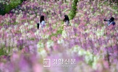 [경향포토]족두리꽃 세상