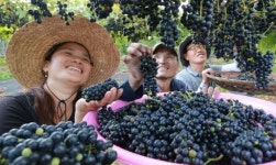 산머루 익어 가는 함양군 복동마을