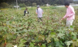춘천시 ‘대룡산해맞이마을’ 3일부터 목화 체험행사 시작