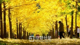 [경향포토]가을로 가는 길,홍천 은행나무 숲
