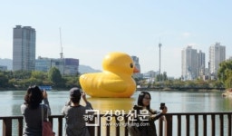 [경향포토]평화와 행복 메시지 전하는 러버덕