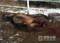 보험금에 눈멀어···멀쩡한 말 죽이고 다리 부러뜨리고