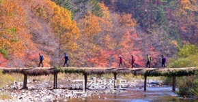 [경향포토]오대산 단풍 절정