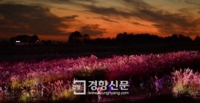 [경향포토]형형색색으로 물든 하늘공원 억새숲
