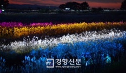 [경향포토]조명으로 물든 하늘공원 억새숲