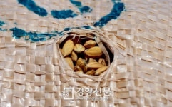 [경향포토]알알이 담긴 건조벼