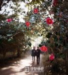 여수 오동도에 붉은 동백꽃 활짝, ‘겨울 초입에 봄기운’