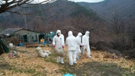 경주서 토종닭 조류독감 양성판정…주변 3km 닭 200마리 예방적 살처분