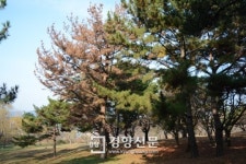 [단독] 세계문화유산 불국사, 소나무재선충에 뚫렸다