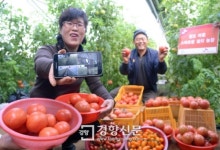 [경향포토]스마트폰으로 토마토 재배해요