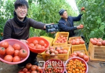 [포토뉴스]스마트폰으로 하우스 관리 ‘혁신 농촌’