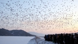 [포토뉴스]비무장지대 인근 철원서 ‘새해맞이 새바라기 축제’