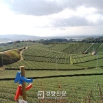 향기로운 녹색 바다 건너 신비로운 삼나무 숲으로