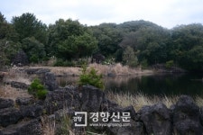 공존의 숲, 계절을 잊다… 생태탐방 곶자왈