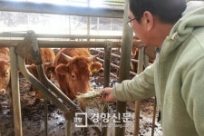 “겨우 청정구역 됐는데… 한우 지켜라” 밤샘 방역