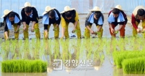 [포토뉴스]올해 첫 모내기