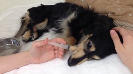 일본 노인들, 초고령 애완동물 돌보다 허리 더 휜다