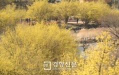 [경향포토]산수유꽃에 물든 마을