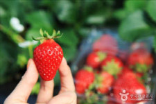 봄철 가볼만한 먹거리 축제는?···딸기 축제 등 풍성