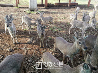 구제역 소강상태···노루생태관찰원 6일부터 재개장