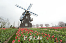 순천만정원, 튤립 등 봄꽃 앞다퉈 피어나 ‘봄꽃향연’