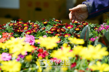 [경향포토]화사한 봄 꽃 어루만지는 손길