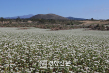 메밀 생산 1위 제주, 강원 봉평에 도전장