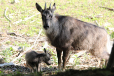 양구 산양증식복원센터서 새끼 산양 3마리 태어나