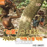 [카드뉴스]‘눈물’ 밴 초콜릿···기억하라 ‘아동 노동 착취’