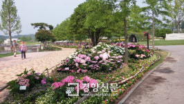 순천만정원에 청량감 주는 ‘수국’ 무리지어 활짝