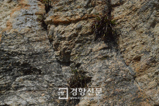 멸종위기 석곡·풍란 한 포기는 섬의 자산, 주민들이 피워낸 명품마을