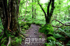바다보다 깊은 숲이 있더라… 제주 삼다수숲길·교래자연휴양림