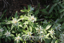 ‘한국의 에델바이스’ 왜솜다리 충북 속리산서 발견