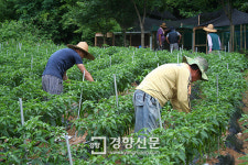 노숙인들 “도심 농장서 희망 일궈요”