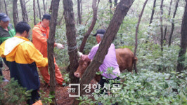 ‘탈출 소 포획작전’…주민·경찰·소방 합심으로 포획