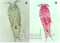 학명에 독도 포함될 신종 생물 5종 발견