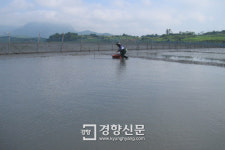 명품 벌교꼬막 자원회복 청신호