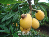 완도군＂비파나무 집, 아픈사람 없대요” 비파자랑