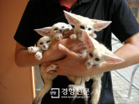 인천대공원 멸종위기 사막여우 새끼 4마리 출산