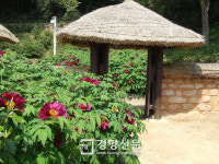 전남도 ‘모란꽃’ 고부가가치 식물자원으로 키운다