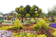 순천만국가정원 1000만 송이 국화꽃 향연