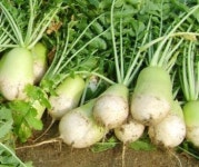 [제철음식 즐기기-가을무]면역력 높여주는 ‘천연 소화제’