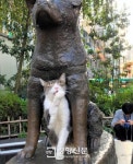 도쿄 명물 충견(忠犬) 하치동상에 고양이 등장, 왜?