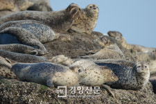 [살아남아줘서 고마워]‘점박이물범 구하기’는 성공할 수 있을까[정리뉴스]