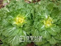 진도와송배추협동조합 | ‘겨울 끝 명물’ 진도 봄동 배추 출하 한창…구수하고 향긋한 봄내음 일품