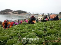 ‘겨울 끝 명물’ 진도 봄동 배추 출하 한창…구수하고 향긋한 봄내음 일품